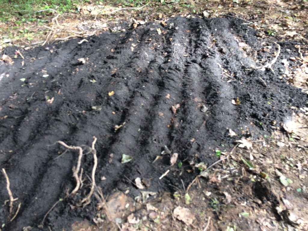 Planting Ginseng